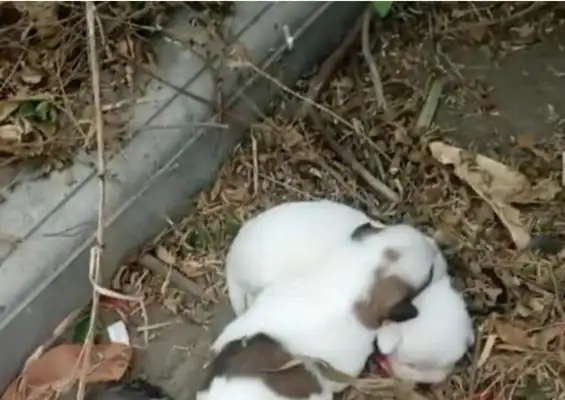 The security guard killed the nursed mother