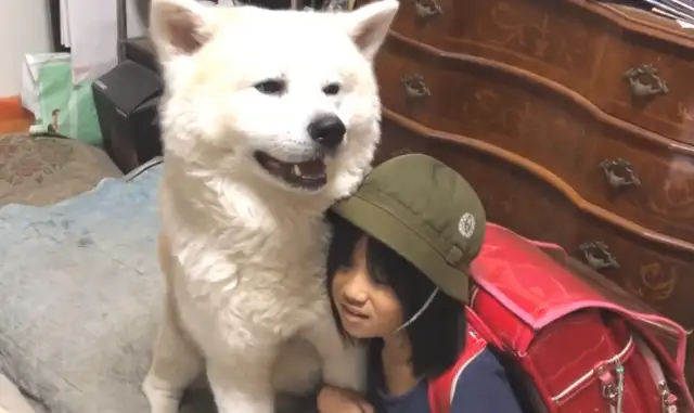 If the Akitas go into the bedroom and don't make a sound, the young master will learn to come home. Heart