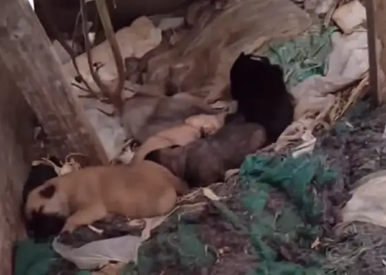 For feeding it, dogs walk 20 minutes a day during breastfeeding