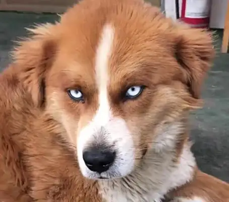 When I met a dog in the countryside, I thought it looked familiar: who's your father