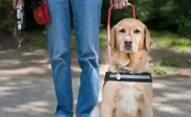 State action! New dog provisions are in place and violators face severe penalties