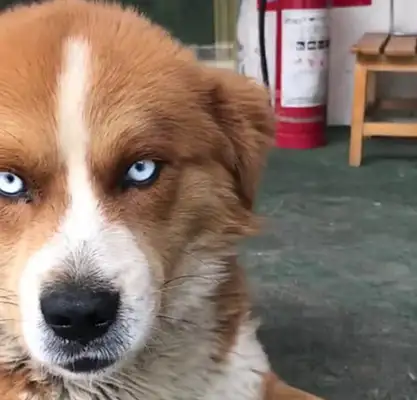 When I met a dog in the countryside, I thought it looked familiar: who's your father
