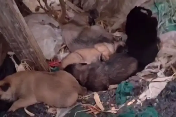 For feeding it, dogs walk 20 minutes a day during breastfeeding
