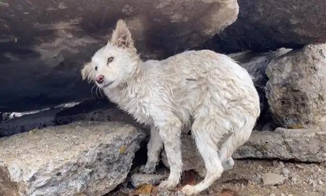 A stray dog with his head on his back frozen to the ground, hiding under a pebble