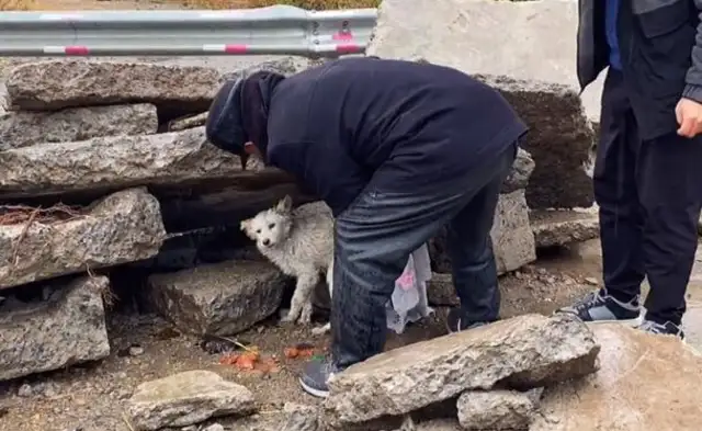 A stray dog with his head on his back frozen to the ground, hiding under a pebble