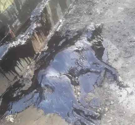 The dog was covered in tar, and the volunteers spent nine hours cleaning it up: it wasn't the same thing