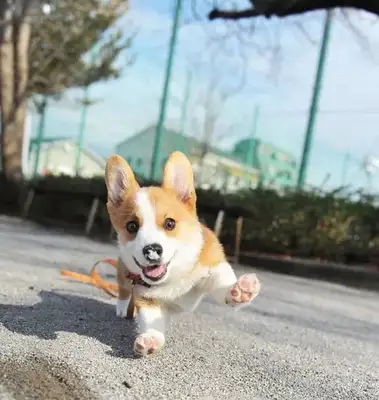 Watch out for dogs