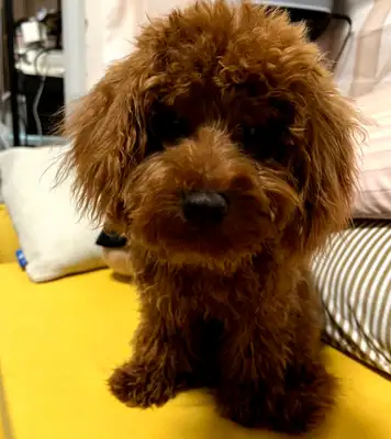 How do 996 Internet people raise dogs