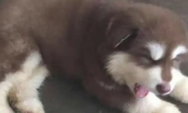 The girl lied to her parents about the dog being small