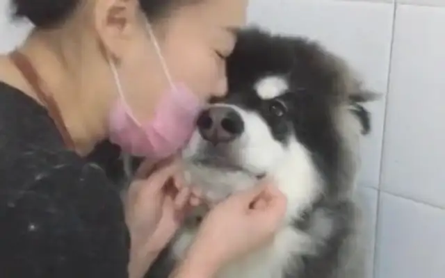 Take the Alaskan dog to the bath and get a big kiss from the lady shopkeeper