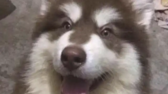 The girl lied to her parents about the dog being small