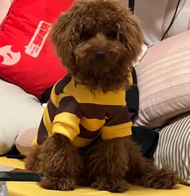 How do 996 Internet people raise dogs