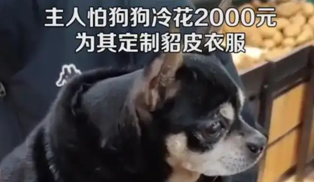 A man spends $2,000 on a mink suit for a dog