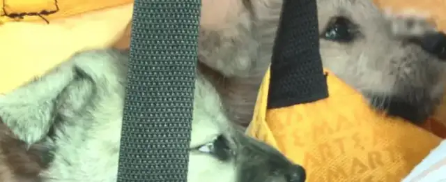 Every day, the old man was suspected of carrying a dog, and the netizens tracked down a touching scene..