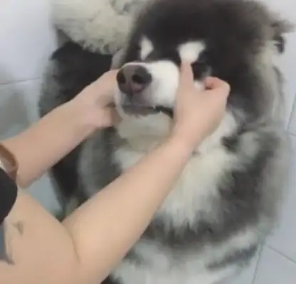 Take the Alaskan dog to the bath and get a big kiss from the lady shopkeeper