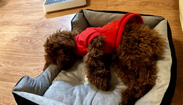 How do 996 Internet people raise dogs