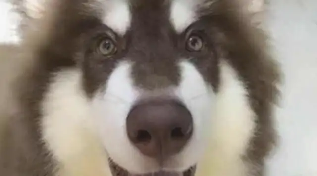 The girl lied to her parents about the dog being small