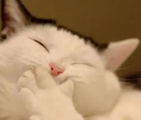 Is it okay for pets to give birth? These consequences need to be considered