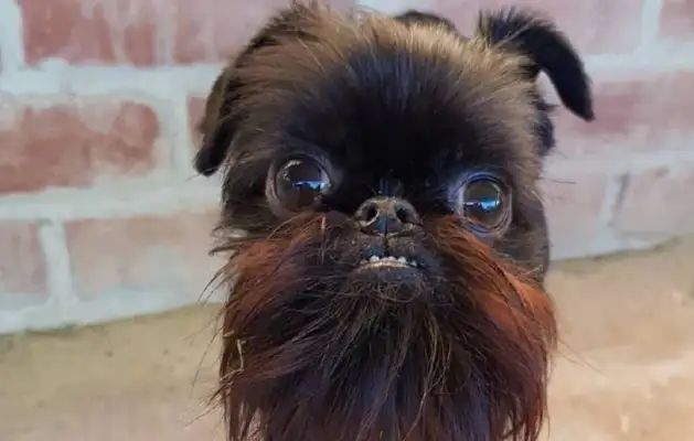 The dog that was adopted was ugly, and the party was a backlash