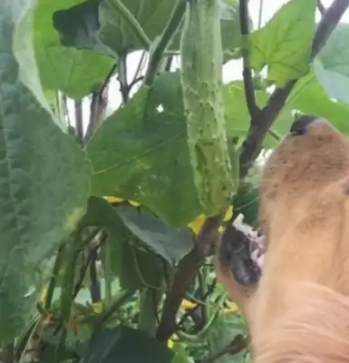 I sent the dog home for a few days, and Mom said, "The dog doesn't want it anymore."
