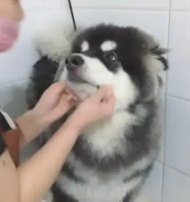Take the Alaskan dog to the bath and get a big kiss from the lady shopkeeper