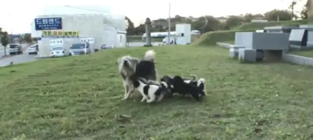 Every day, the old man was suspected of carrying a dog, and the netizens tracked down a touching scene..