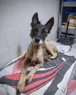 The dog was covered in tar, and the volunteers spent nine hours cleaning it up: it wasn't the same thing