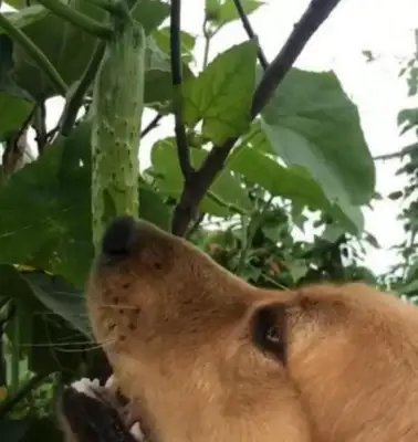 I sent the dog home for a few days, and Mom said,