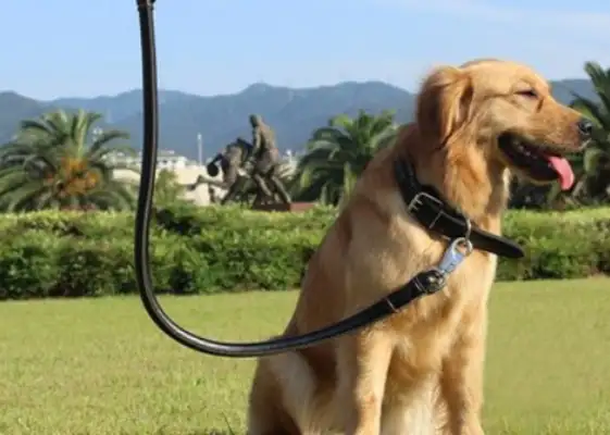 The victim's family claimed 1.57 million dollars to tell you how important the dog rope is