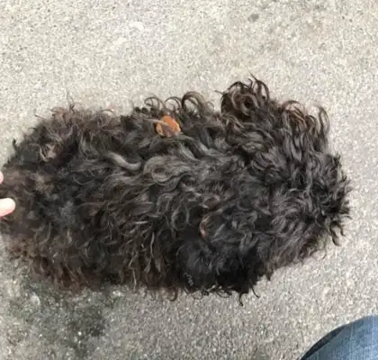 The dog that was picked up didn't see any kind of hair in his body