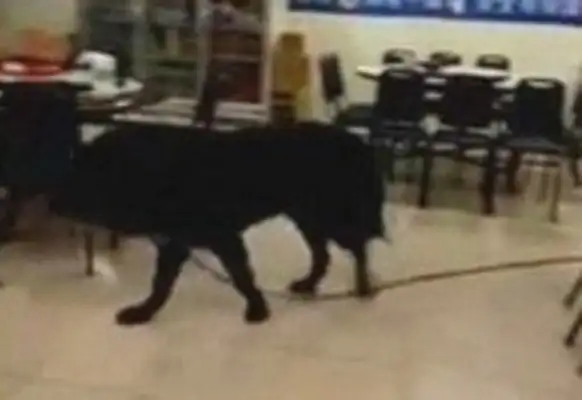 The dogs snuck out the ropes and walked out the streets in a hot shop, scared the customers