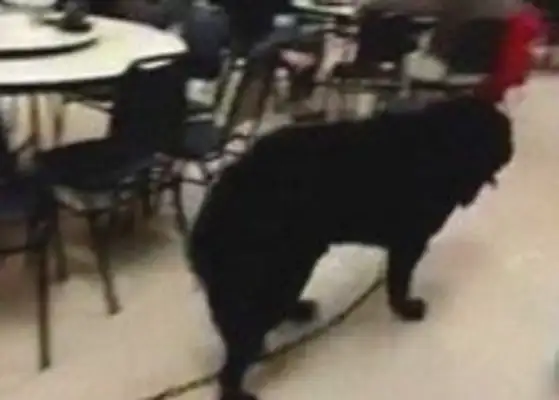 The dogs snuck out the ropes and walked out the streets in a hot shop, scared the customers