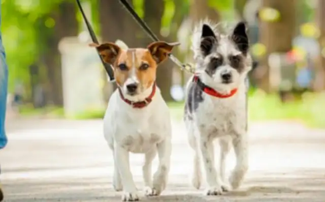 The victim's family claimed 1.57 million dollars to tell you how important the dog rope is