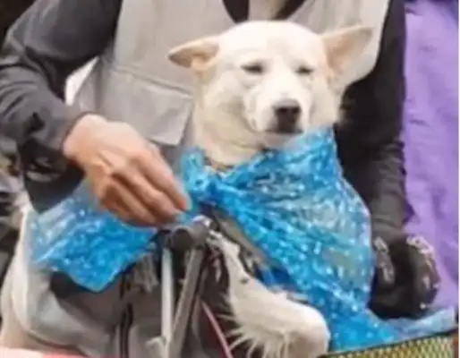 It's raining all of a sudden. Grandpa wears a hat on the dog. Grandpa: Can't get wet