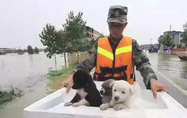 The dog was washed away by the flood, and the owner didn't turn his back