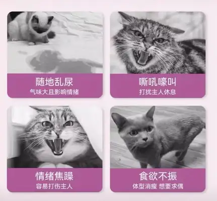 Is it okay for pets to give birth? These consequences need to be considered