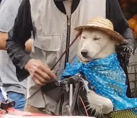 It's raining all of a sudden. Grandpa wears a hat on the dog. Grandpa: Can't get wet