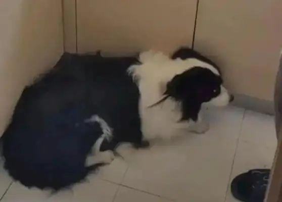 The dog sneaked into the kitchen with 41 dumplings and was found innocent