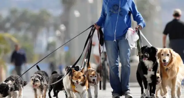 The victim's family claimed 1.57 million dollars to tell you how important the dog rope is