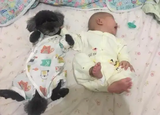 The dog and the baby changed clothes, and they all happened to fit