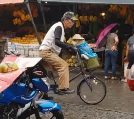 It's raining all of a sudden. Grandpa wears a hat on the dog. Grandpa: Can't get wet