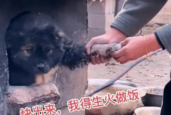 The dog goes into the stove pit to keep the cat warm