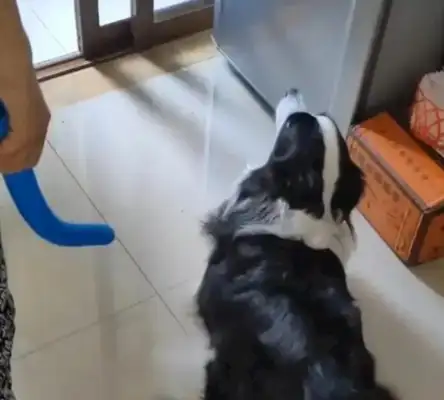 The dog sneaked into the kitchen with 41 dumplings and was found innocent