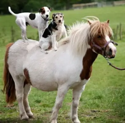 Dogs like to ride and attract a lot of people to their homes to watch