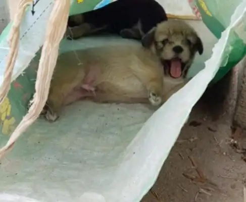 Four pups were abandoned at school and adopted by their parents and teachers. Come on