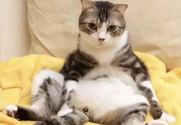 Is it okay for pets to give birth? These consequences need to be considered