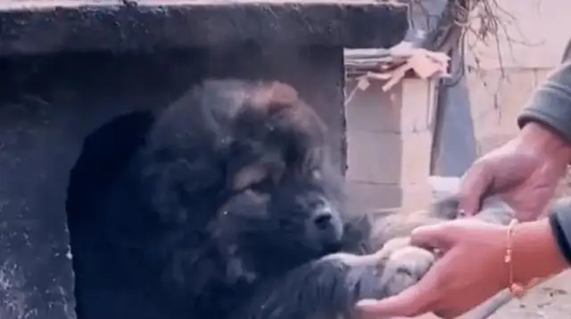 The dog goes into the stove pit to keep the cat warm