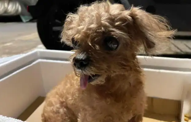 The dog who accompanied the master for more than 10 years was abandoned for his old age, and since he was saved, he's been thinking of the master