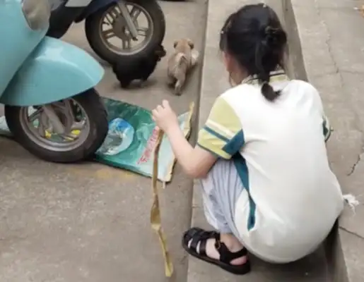 Four pups were abandoned at school and adopted by their parents and teachers. Come on
