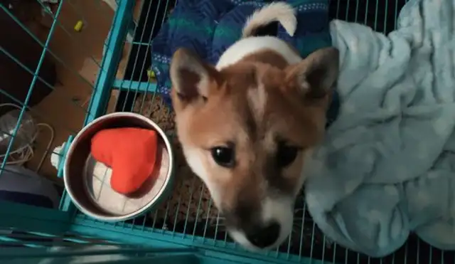 And the chariot is locked in a cage, and he sees his netmate with his face suffocated. Dog: Help me